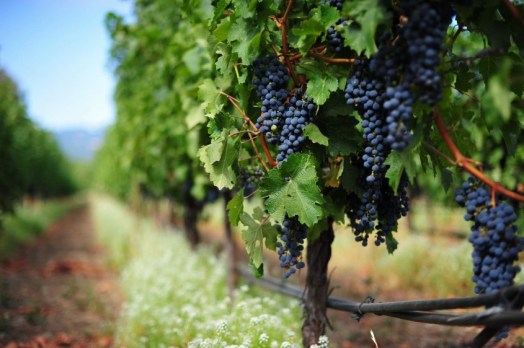 THE RED WINE GUIDE